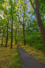 Amazing nature. Green summer forest path trail lush foliage in morning sunlight rays. Peaceful landscape, hiking adventure, scenic woodland walk tranquil outdoor escape, natural travel destination
