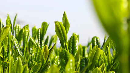 Fresh young tea leaves, symbolizing organic farming, natural ingredients, and sustainable production
