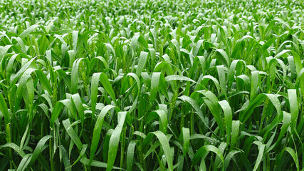 Young green wheat growing in an agricultural field, symbolizing sustainable farming, natural growth, and food production