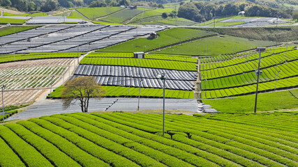 Wide landscape of tea farm and agricultural fields, showcasing sustainable farming and natural beauty