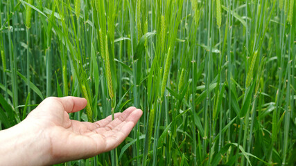A hand gently touches young wheat plants in a green field, symbolizing care, sustainable agriculture, and the human connection to nature