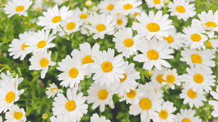 Beautiful white daisies in full bloom, symbolizing purity, nature, and springtime freshness