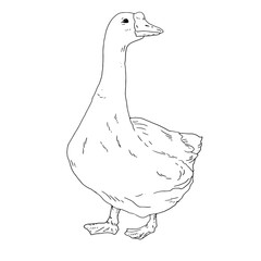 White house goose, black and white ink sketch. Vector illustration. Cute farm bird, isolated on a white background. Easter, spring, village and farm themes for the kitchen