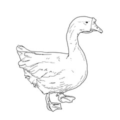 White house goose, black and white ink sketch. Vector illustration. Cute farm bird, isolated on a white background. Easter, spring, village and farm themes for the kitchen