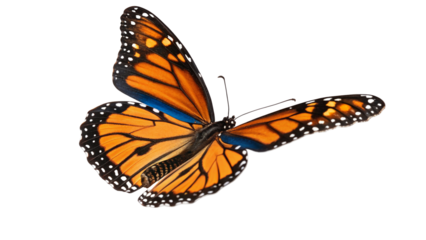 Close up view of a monarch butterfly with orange wings and black and white spots on a black background