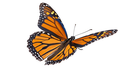 A close up shot of a monarch butterfly with orange and black wings against a black background view from below