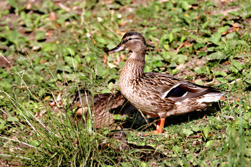 Duck