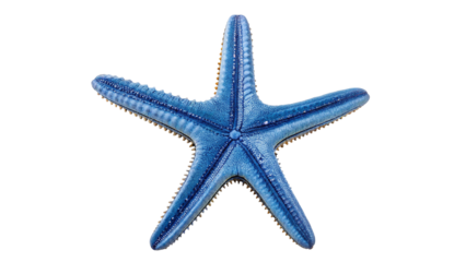 A vibrant blue starfish with five arms centered on a black background in a studio setting view