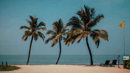 palm tree on the beach