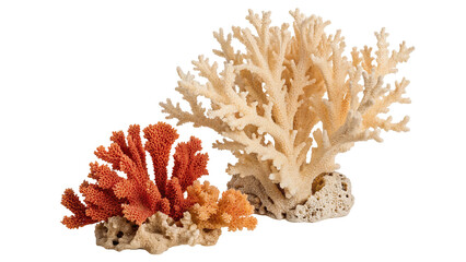 A close up of two coral formations one orange and one white against a black background in studio shot