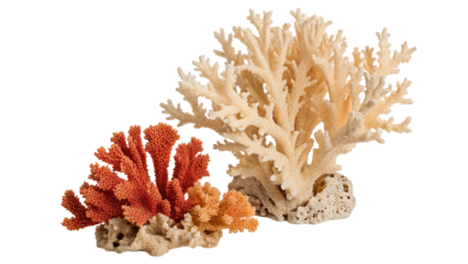 A close up of two coral formations one orange and one white against a black background in studio shot