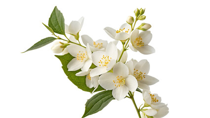 A close up of a jasmine flower branch with white petals and green leaves on a black background shot well