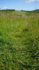green grass field