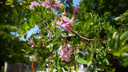 pink flowers in spring
