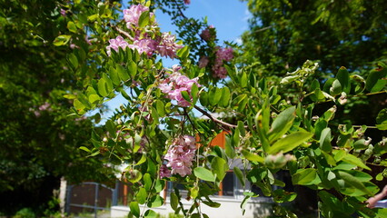pink flowers in spring