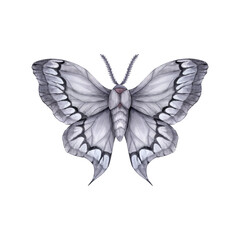 Night moth with open wings in gray tones isolated. Watercolor illustration.