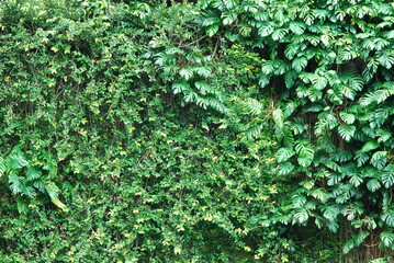 Obraz premium Dense Foliage and Climbing Vines