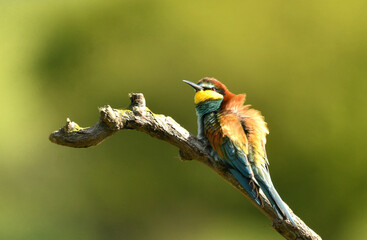 abejarucos en el campo en primavera