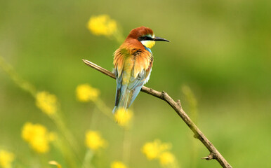 abejarucos en el campo en primavera