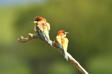 abejarucos en el campo en primavera