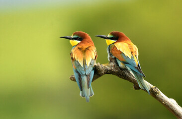 abejarucos en el campo en primavera
