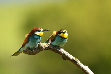abejarucos en el campo en primavera
