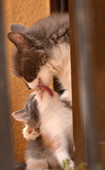 Un gato observa desde la terraza