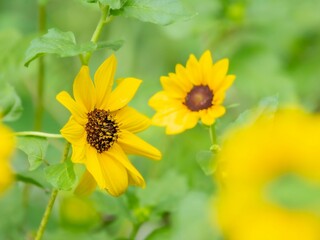 夏から秋の公園や花壇を彩るヒマワリ（ミニヒマワリ）のある風景。自然風景素材。眩しい日差しでボケた景色。ぼんやりした花畑のイメージ。