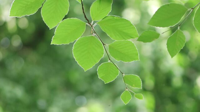lush green leaves of the copper beech blowing in the wind, beautiful green leaves of a beech, view of the copper beech from below, green background, Fagus sylvatica
