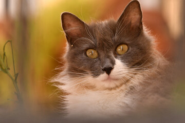 Un gato observa desde la terraza
