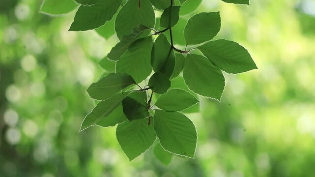 beautiful green leaves of a beech, lush green leaves of the copper beech blowing in the wind, beautiful bokeh, view of the copper beech from below, green background, Fagus sylvatica