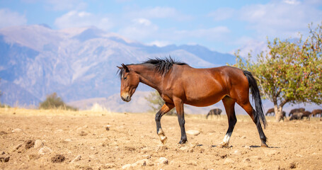 Obraz premium A herd of horses graze in the meadow in summer, eat grass, walk and frolic. Pregnant horses and foals, livestock breeding concept.