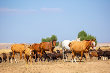 A herd of horses graze in the meadow in summer, eat grass, walk and frolic. Pregnant horses and...