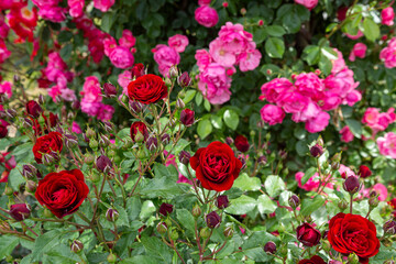 Beautiful red and pink rose flowers blooming in a garden in Nagano.