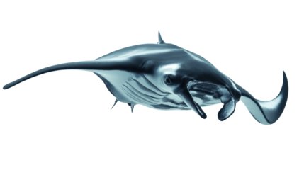 A sleek manta ray gliding gracefully through the water, Transparent background, PNG file