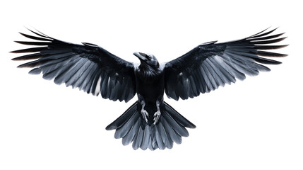 Fototapeta premium A sleek raven flying through the sky, its wings spread wide, Transparent background, PNG file