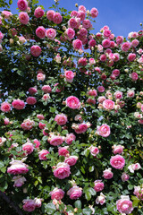 Fototapeta premium Beautiful rosette pink rose flowers blooming in a garden in Nagano.
