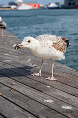 A bird with food in its beak, a seagull steals food