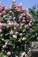 Beautiful rosette pink rose flowers blooming in a garden in Nagano.