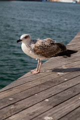 A seabird on the seafront, close-up of a seagull