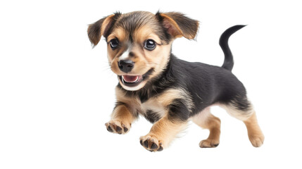 A small puppy chasing its tail, full of playful energy, Transparent background, PNG file