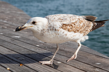 Ocean Bird, Close-up of a Young Gull