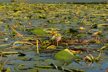 waterfowl in the pond with lotus leaves and water lily