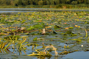 waterfowl in the pond with lotus leaves and water lily
