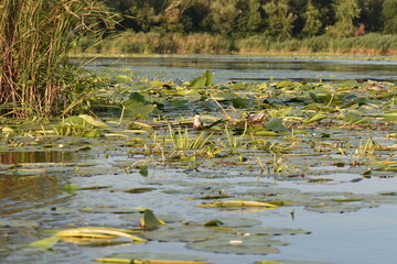 waterfowl in the pond with lotus leaves and water lily