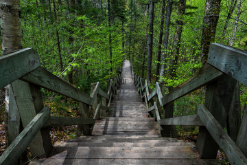 Obraz premium Wooden staircase with railings climbing through a lush green forest, Quebec, Canada