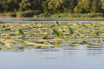 waterfowl in the pond with lotus leaves and water lily