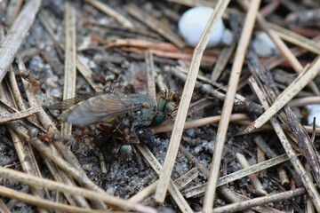Ants on the ground in the sand carry big fly, macro shot