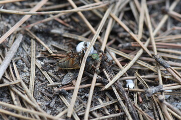 Ants on the ground in the sand carry big fly, macro shot