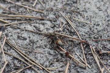 Ants on the ground in the sand carry big fly, macro shot